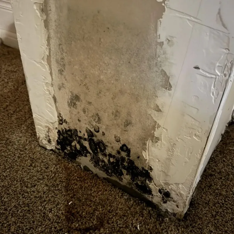 Professional Mold Removal in Carlinville, IL